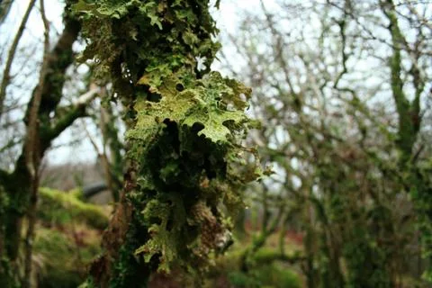 Leafy Tree Stock Photos