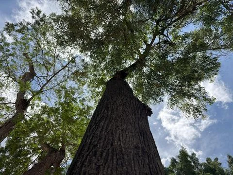 Leafy tree seen from below blue sky and clouds Stock Photos
