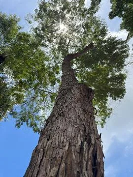 Leafy tree seen from below under blue sky Stock Photos