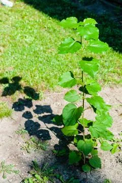 Leafy tree sprouting and casting shadow. Foto stock