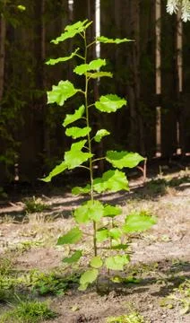 Leafy tree sprouting from ground. Foto stock