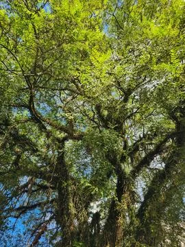 Leafy Tree on a Sunny Day Stock Photos
