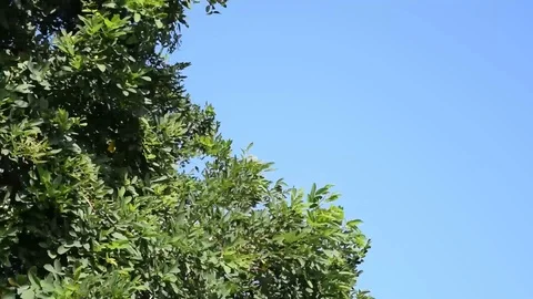 Leafy tree swaying in the windy daylight sun Stock Footage 93838250