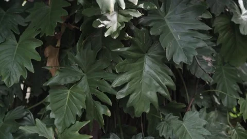 Leafy Tree - Tilt up Video stock 145572342