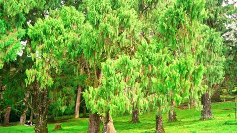 Leafy trees growing across green lawn Vídeo Stock 333499336