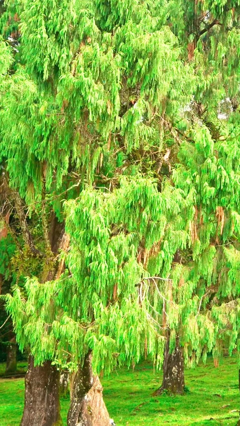 Leafy trees growing across green lawn Stock Footage 333499833