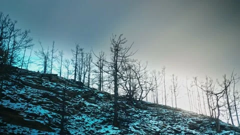 Leafy trees on the mountainside in winter. The shady side. Lake Baikal, Russia Video stock 228883333