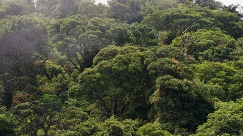 Leafy trees near Poas Volcano with smoke flying through it, Costa Rica Stock Footage 123725317