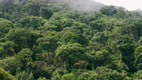 Leafy trees near Poas Volcano with smoke flying through it, Costa Rica Stock Footage 123727955