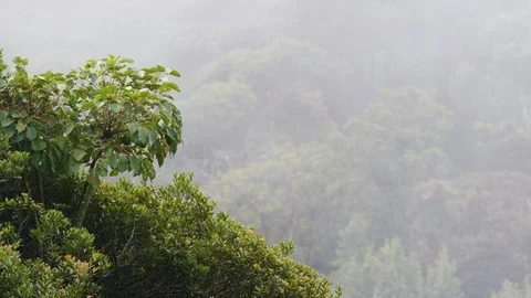 Leafy trees near Poas Volcano with smoke flying through it, Costa Rica Stock Footage 123729712