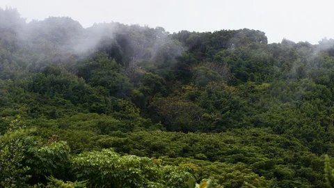 Leafy trees near Poas Volcano with smoke flying through it, Costa Rica Stock Footage 123730086