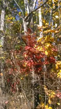 Leafy tree's 스톡 사진