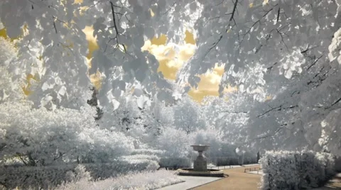 Leafy trees on a summer's day in the park Video stock 45961952