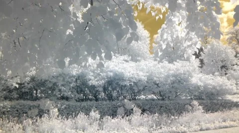 Leafy trees on a summer's day in the park Stock Footage 45962009