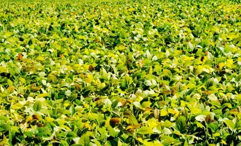 Leafy vegetable farm background Stock Photos