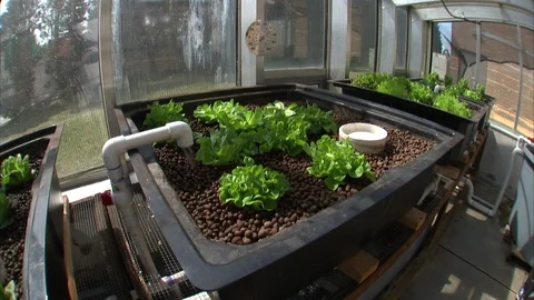 Leafy vegetables being water through pipe in greenhouse Stock Footage 93520318