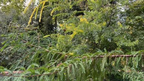 Leafy vegetation Vídeos de archivo 302574789
