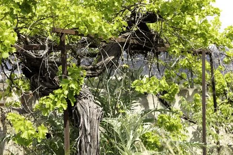 Leafy vine background Stock Photos