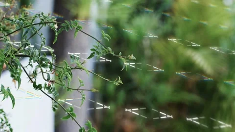 Leafy vine staying sharp left in garden, sun striking threads creating lattice Stock Footage 333033740