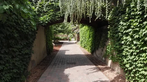 Leafy vine walkway Stock Footage 93037525
