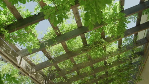 Leafy vines hanging through lattice roofing with sun beans shining through Stock Footage 212655585