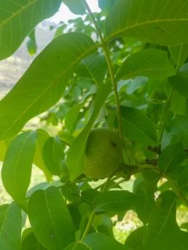 Leafy walnut on a tree branch Stock Photos
