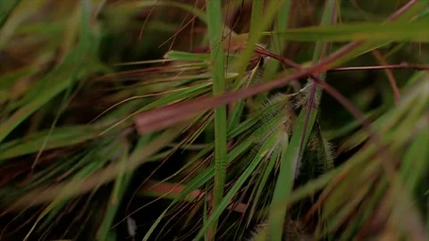 Leafy Weeds Stock Footage 240276259