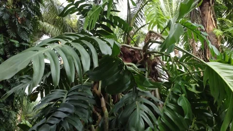 leafy wild monstera deliciosa
