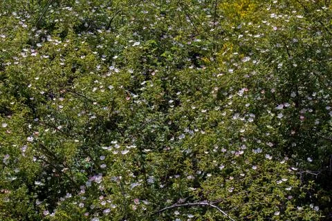 Leafy Wild Rose 스톡 사진