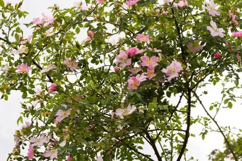 Leafy Wild Rose Fotos Stock