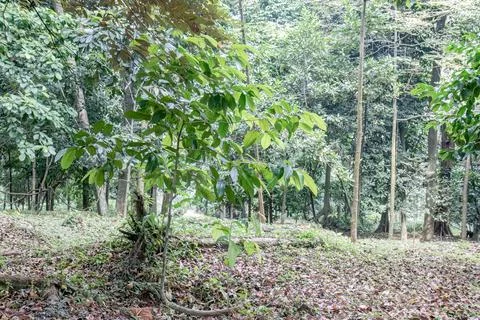 Leafy young tree in a tropical forest Stock Photos