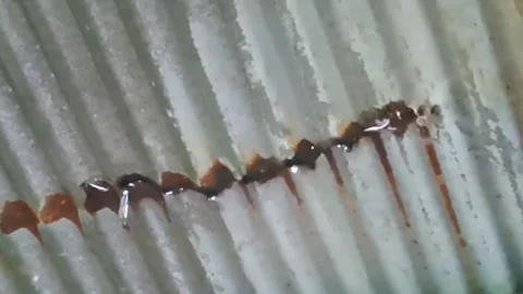 Leak roof Stock-Footage 326701849