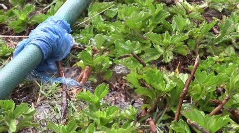 Leaking hose pipe Stock-Footage 22320358