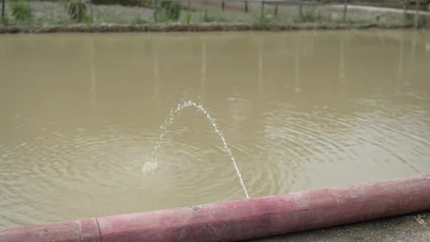 Leaking Pipe Irrigating Rice Field (3) Stock Footage 316083269