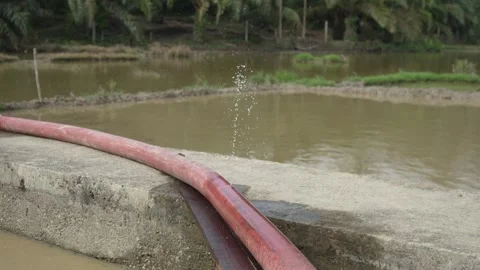 Leaking Pipe Irrigating Rice Field (2) Stock Footage 316083386