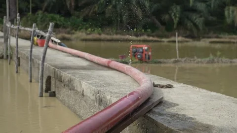 Leaking Pipe Irrigating Rice Field (1) Stock Footage 316083391