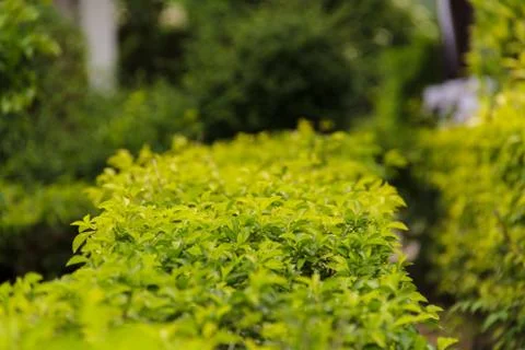 Leaking tree. Stock Photos
