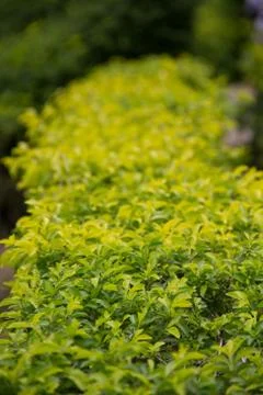 Leaking tree. Stock Photos