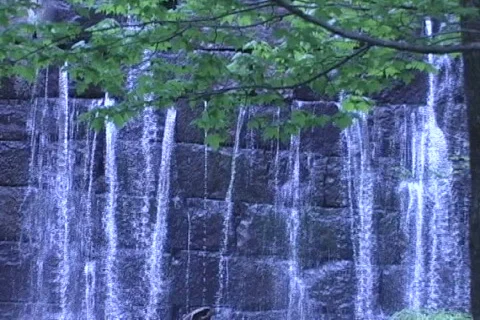 Leaking Wall &amp;Tree 99 Video stock 502108