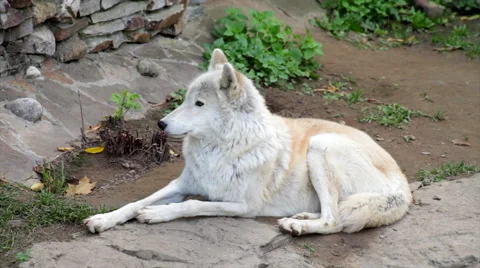 A lean and strong Arctic wolf or polar wild dog, full length view, Stock Footage 43724361