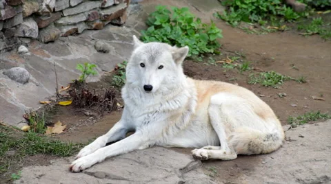 A lean Arctic wolf or polar wild dog, full length view, smart and dangerous Stock Footage 43714836