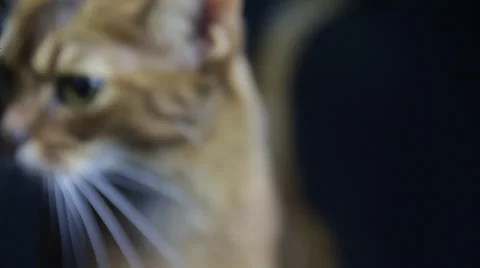 A lean Cat roams in a particular place with courageous face Stock Footage 35524233