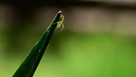 Lean lynx spider spinning silk on a plant blade before a jump. Stock Footage 336182203
