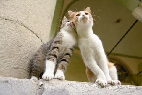 "Lean on Me" Kitten Friends Stock Photos