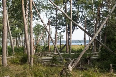 Leaning and fallen trees in a deciduous forest Stock Photos