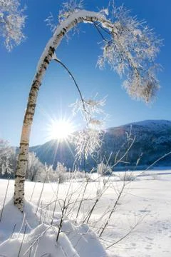 Leaning birch from the snow Stock Photos