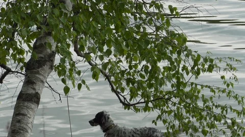 Leaning Birch Tree in Front of Wavy Lake Reflections and Dog Stock Footage 87042067