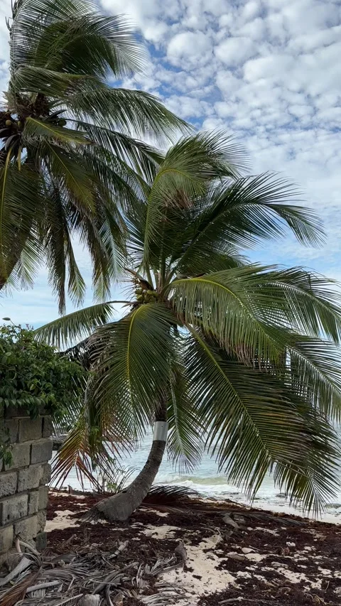Leaning Coconut Palm Tree on Tropical Atlantic Beach, Barbados Stock-Footage 337109388