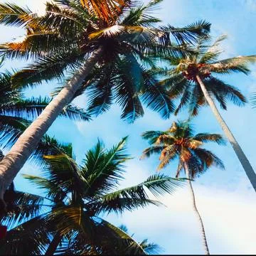 Leaning Coconuts, Blue Sky Stock Photos