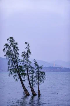 Leaning Cypress Pair Standing in Deep Water Stock Photos